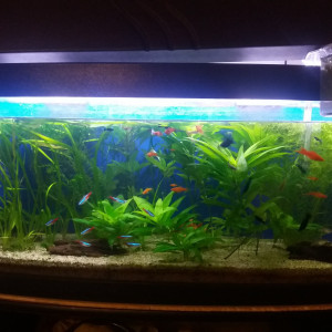 Mon aquarium communautaire