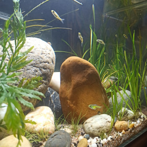 River
