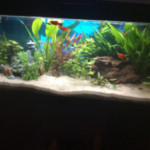 Aquarium sam