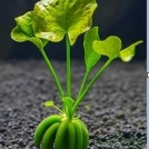 SYLVAINAQUA