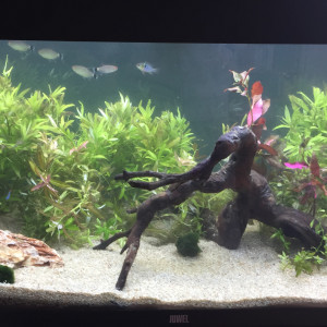 ArtMonney Tropical