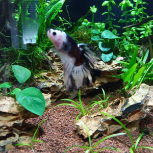 Publication de Temrof