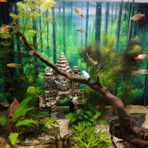 Publication de Fish59