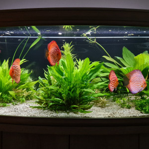 Discus paradise