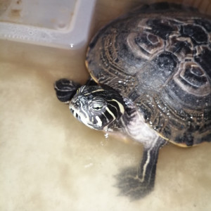 Publication de Sawaii