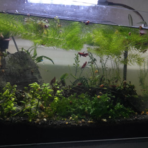 Betta