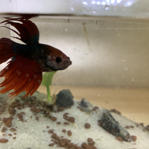 Betta splendece crowntail