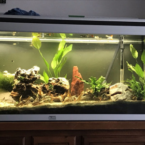 Guppy land