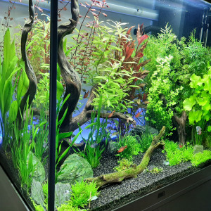 lido 120