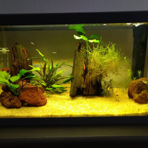 Aqua  guppy