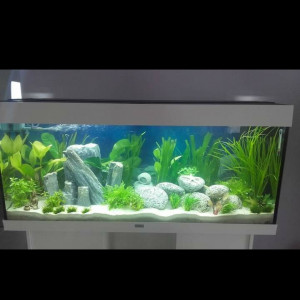 Publication de Poissonchacha