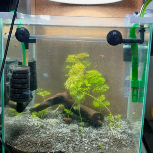 reserve plante