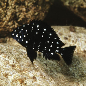 tropheus duboisi