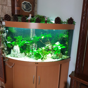 Juwel 350