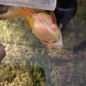 Publication de Mezis