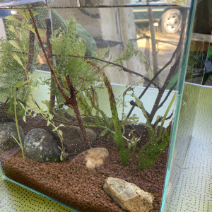 Plantes rescapées