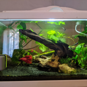 Bac betta 30l