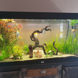 Aquarium salon