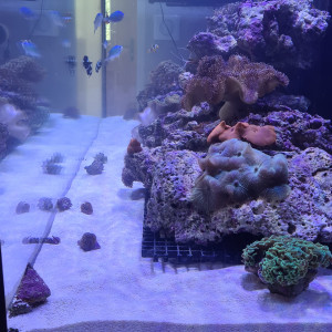 Red sea 525xl