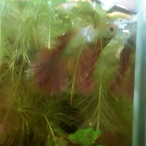 Publication de laurent-galichet