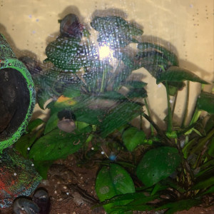 Aquarium avec filtres écrevisses et nouritures