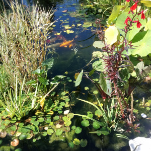 Bassin koi 15000litres