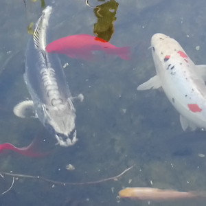 Bassin 8000 litres koi et poisson rouge