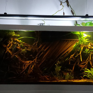 Un petit bout de berge