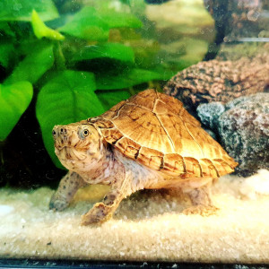 Publication de Juliepro