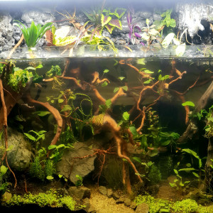 200l mangrove palu