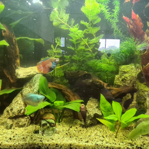 Publication de Cedou