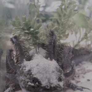 Publication de IzaLh