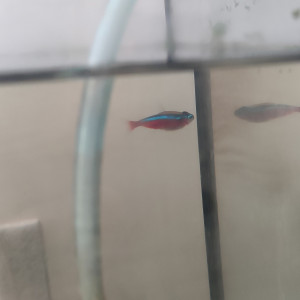 Publication de laure-poussinsky