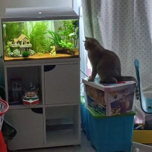 60l