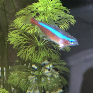 Publication de Scouby