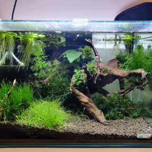 Publication de Saykeer