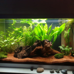 Aquarium eau douce