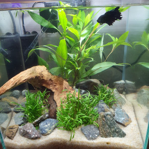 Nano cube Betta