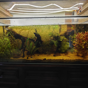 240L biotope asiatique