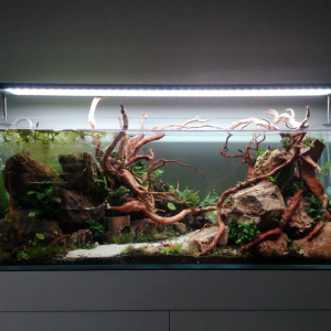 Publication de Wakame