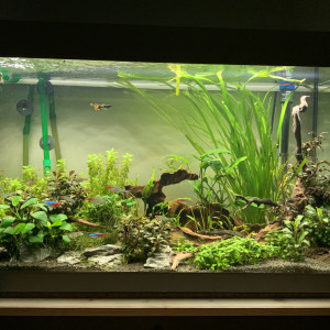 Aquarium 120l eheim