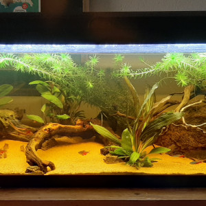120l Amazonien