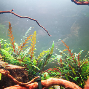 Publication de Wakame