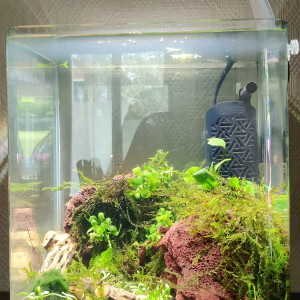Nano crevettes
