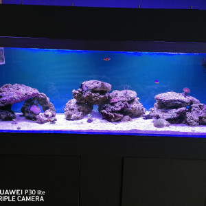 Nemo