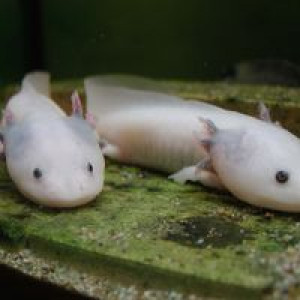 ama-associationmicroaquaculture