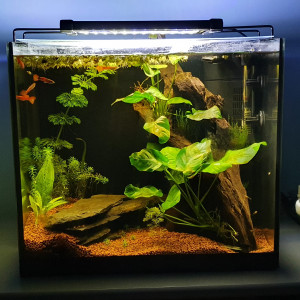 Aquarium recup custom
