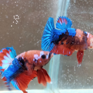 Betta plakat pkhm - Couple assorti Hell Boy - 5 mois