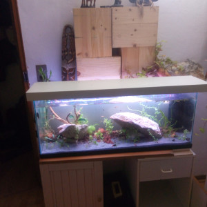 Axolotl