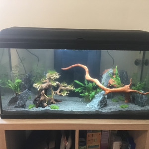 Mon premier aquarium